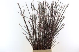 Perzikbloesem Long Red P Bunch