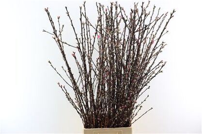 Perzikbloesem Long Double Pink P Bunch