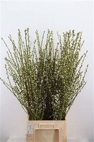 Perzikbloesem Long Double White P Bunch