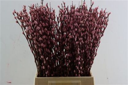 Salix Wilgenkatjes L Roze 50cm