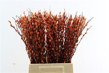 Salix Wilgenkatjes Orange 50cm P Stem