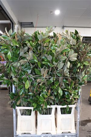 Magnolia Leaves 150cm P Stem