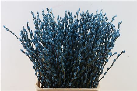 Salix Wilgenkatjes Light Blue 70cm P Stem
