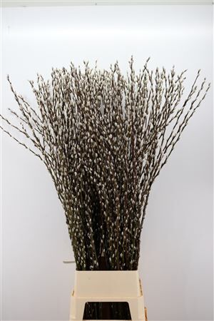 Salix Wilgenkatjes 150cm P Stem