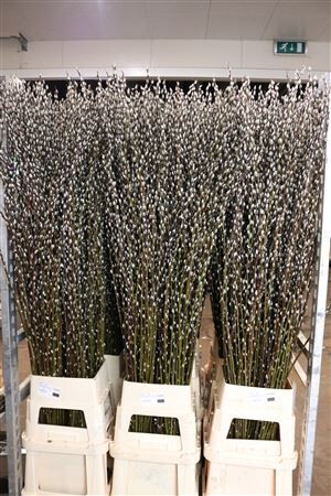 Salix Wilgenkatjes 180cm P Stem