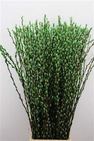Salix Wilgenkatjes Appel Groen 120cm
