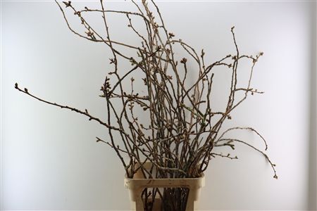 Prunus Serrulata 100cm P Stem