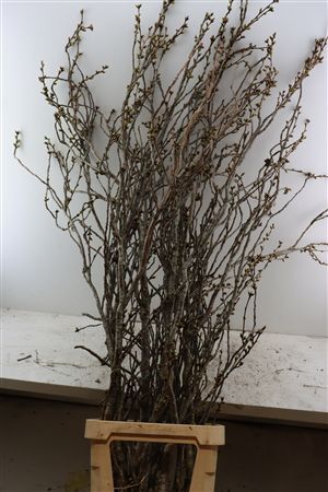 Prunus Serrulata 200cm P Stem