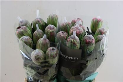 Chr G Kbh Antonov Hortensia