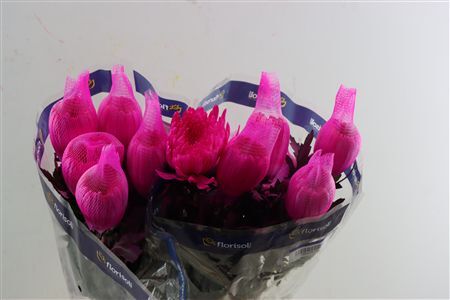 Chr G Kbh Tinted Cerise