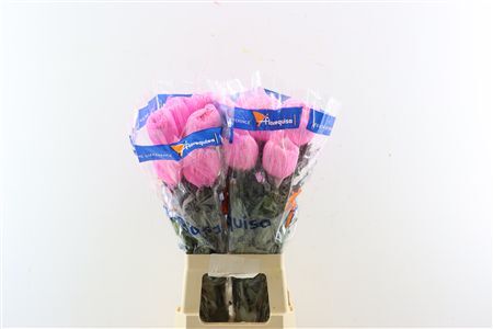 Chr G Kbh Tinted Pink