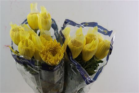 Chr G Kbh Tinted Yellow