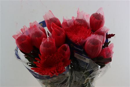 Chr G Kbh Brushed Red