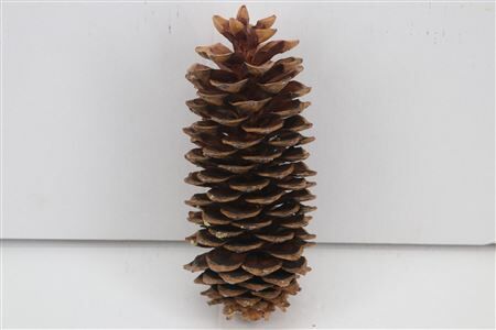 Pinecone Sugar Pine Natural