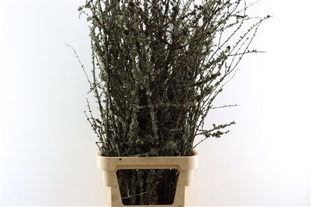 Larix Takken Fresh 130cm P Bunch