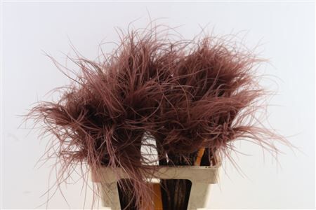 Dried Stypha Penata Brown(10 Toef) Bunch