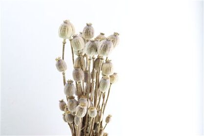 Dried Papaver Natural Bunch