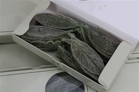 Stachys Groen P Box A75pcs