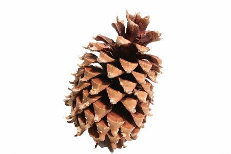 Pinecone Coultier Digger Cone