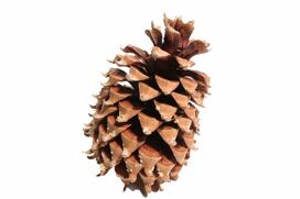 Pinecone Coultier Digger Cone