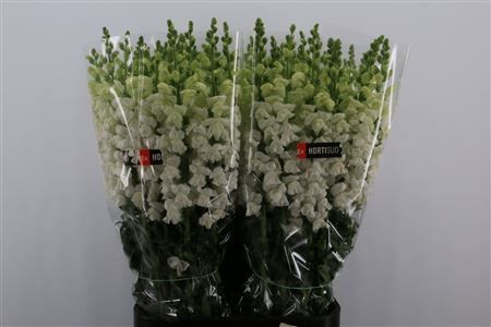Antir Overig White