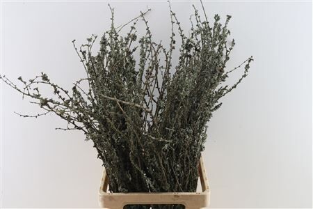 Larix Takken Fresh 75cm P Bunch