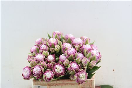 Tu Du Stormy Daniels