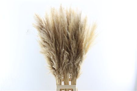 Dried Cortaderia Naturel Extra 100cm Pst