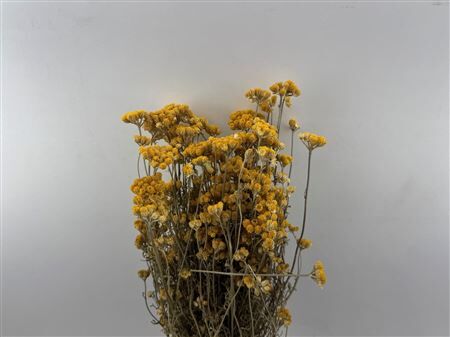Dried Lonas Yellow Bunch