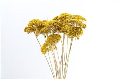 Dried Achillea Parker 10pcs Natural Bunch