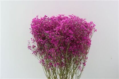 Dried Gyps Cerise Bunch