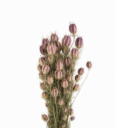 Dried Nigella Natural Bunch