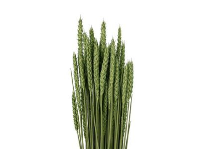 Dried Triticum X5 Darkgreen Bunch
