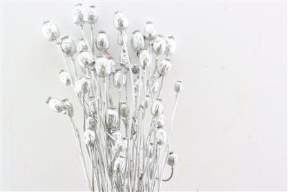 Dried Papaver Silver Bunch