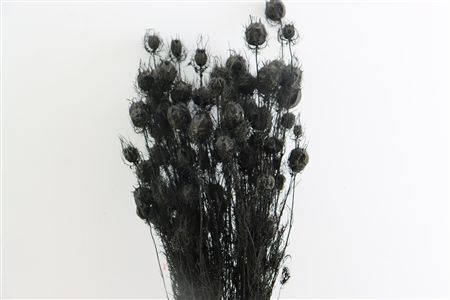 Dried Nigella Black Bunch