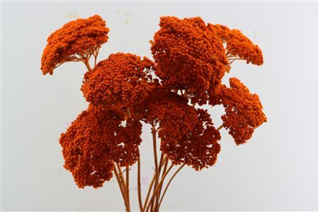 Dried Achillea X5 Orange Bunch