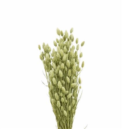 Dried Phalaris Natural X5 Bunch