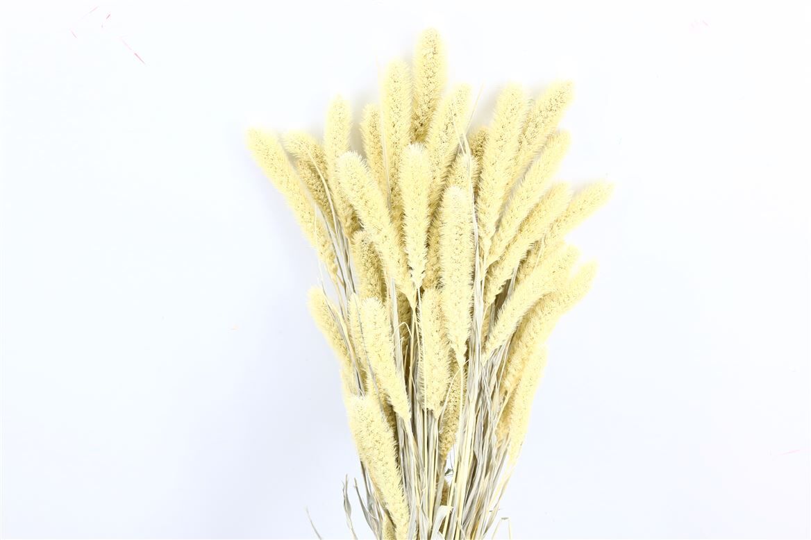 Dried Setaria X5 Frosted White Bunch