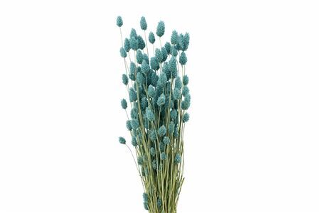 Dried Phalaris X5 Frosted L Blue Bunch