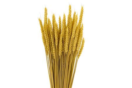 Dried Triticum X5 Yellow Bunch