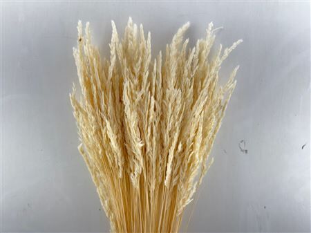 Dried Erba Cristina Bleached Bunch