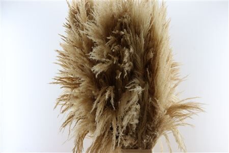 Dried Cortaderia Zaquara Semi Bleached 140cm