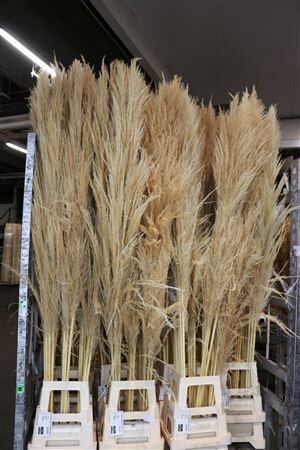 Dried Cortaderia Zaquara Semi Bleached 180cm