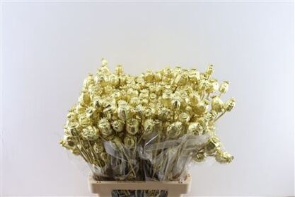 Dried Papaver Gold Bunch Slv