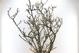 Magnolia Extra P Stem 140cm