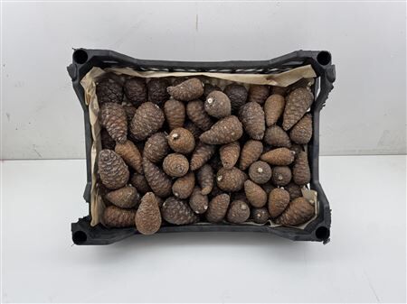 Pinea Mini Naturel X75 Crate