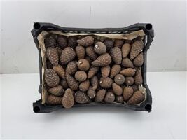 Pinea Mini Naturel X75 Crate