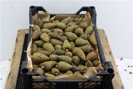 Pinea Mini Naturel X100 Crate