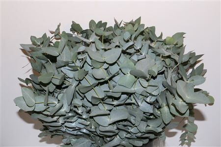 Euca Cinerea Kurz 400gr