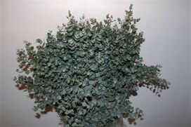 Euca Gunny 300gr P Bunch